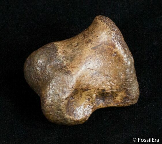 Well Preserved Theropod Toe Bone - Hell Creek #2993
